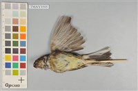 藏品(黑臉鵐)的圖片